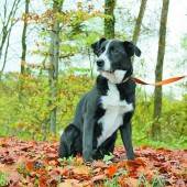 Neues Zuhause für Nero und Rico gesucht