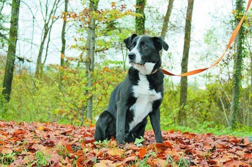 Zwei schöne Rüden suchen Tierfreunde mit viel Zeit. Fotos: MK