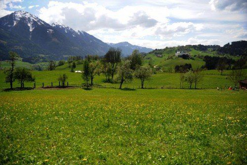 Andrä Rupprechter setzt sich für den Erhalt der Blumenwiesen, Almflächen und Hutweiden ein. Foto: apa