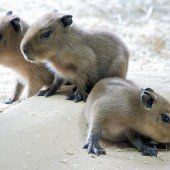 Quirliges Trio