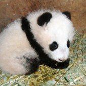 Fu Bao für Preis nominiert