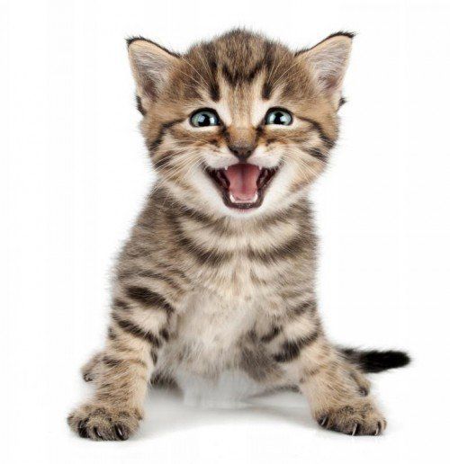 beautiful cute little one month old kitten meowing and smiling