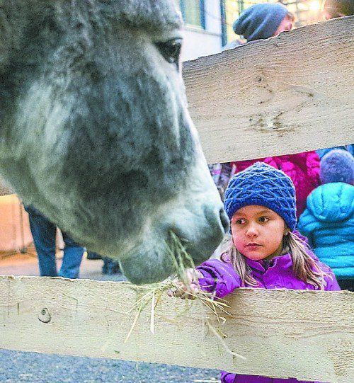 Beim Ländle-Bur-Adventmarkt im BSBZ Hohenems. Foto: MK