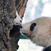Panda-Baby Fu Long zeigt sich neugierig