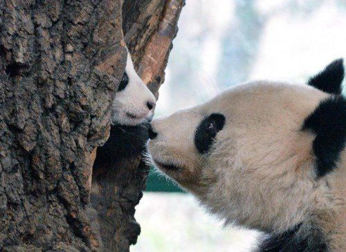 Bis 14. Jänner kann unter www.GiantPandaZoo.com das „Pandababy des Jahres“ gewählt werden. Fu Long ist aktuell auf Platz 3. Foto: APA