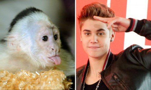 Bislang hat es der Popstar mit keinem seiner Haustiere lange ausgehalten – sein Äffchen etwa hat er einfach beim Zoll zurückgelassen. DPA
