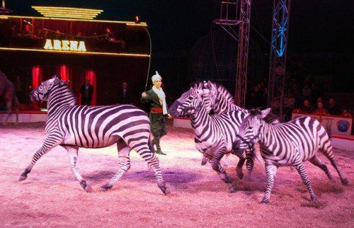 Der Ravensburger Weihnachtszirkus präsentiert sein tolles Programm bereits zum sechsten Mal auf dem Freigelände bei der Oberschwabenhalle in Ravensburg. foto: musikladen