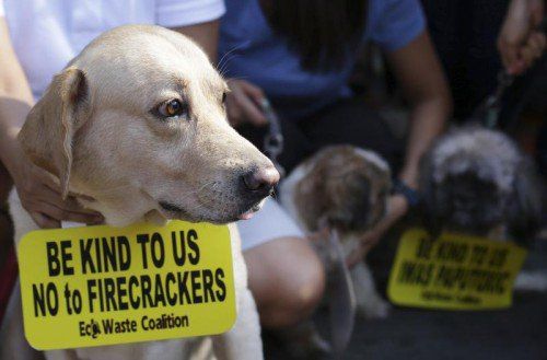 Dieser Hund auf den Philippinen bittet flehentlich darum, auf Feuerwerk zu verzichten. Foto: AP