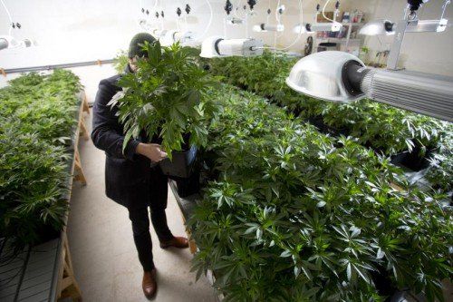 Eine der Forderungen von Legalize: die Legalisierung des Eigenanbaus von Cannabis.  Foto: VN/Hartinger