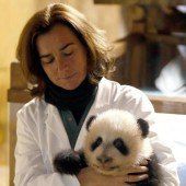 Panda-Baby getauft