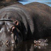 Nachwuchs bei den „Hippos“