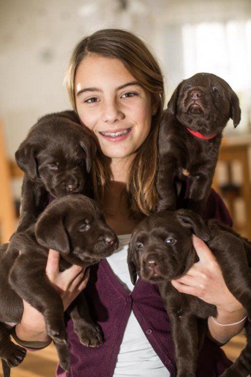 feature, tierbaby, vier 4,5 wochen alte reinrassige weibliche labradorwelpen, das mädel heisst victoria, 13 jahre alt, wohnt in lauterach, ein welpe sucht noch ein zuhause, ist schon fast stubenrein, welpe ist in lauterach, kontakt: natalie.barfus@aon.at