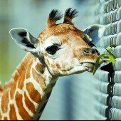 Hungriges Giraffenbaby