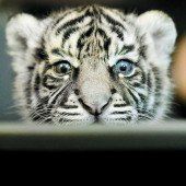Neugieriges Tigerbaby