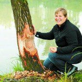 Den Bibern auf der Spur