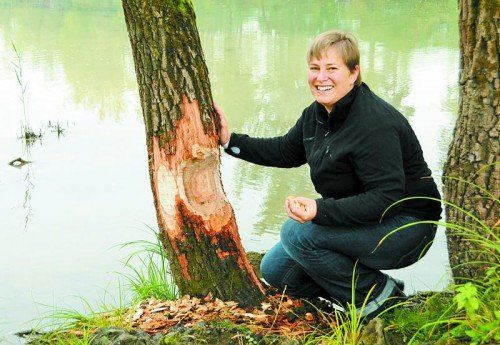 Hier war wohl ganz eindeutig der Biber am Werk: Mag. Agnes Steininger entdeckte am Alten Rhein in Gaißau diesen angenagten Baum. Foto: AJK