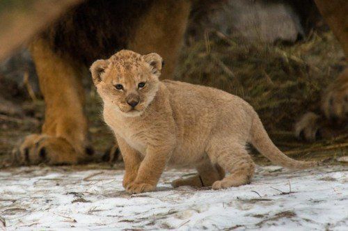 In this photo taken Wednesday, Nov. 27, 2013, one of the two lion cub runs around with parents, Nati and Zevs, at the Zoo in Novosibirsk, Russia. The cubs were born on Oct. 30 but they were allowed to be photographed only on Wednesday. (AP Photo /Ilnar Salakhiev)