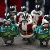 Pinguin-Parade in Seoul