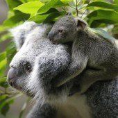 Koala-Baby erobert die Herzen