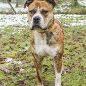 Rio und Anubis brauchen Liebe und Zuwendung