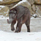 „Iqhwa“ macht Bekanntschaft mit Schnee