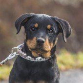 Liebe Hunde suchen dich!