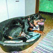 Ein Notfall namens Blacky