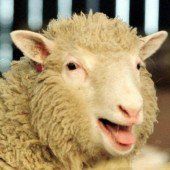 Hält Klonfleisch aus USA bald Einzug in Europa?