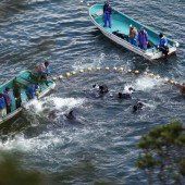 Japan schlachtet wieder Tausende Delfine ab