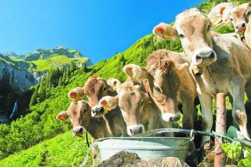 Die Freiheitlichen sorgen sich wegen der TBC-Gefahr und einem verminderten Viehauftrieb um weitere Rückzahlungen. Foto: berchtold