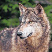 Der Wolf ist ­zurückgekehrt