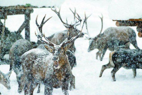 Die Wildfütterung führt zu einer hohen Konzentration an Tieren – das erhöht auch die Ansteckungsgefahr. Foto: Hofmeister