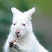 Albino-Bennett-Känguru