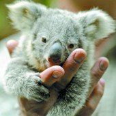 Koala-Nachwuchs