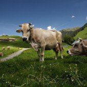 Schweizer warnen vor Ländle-Alpen