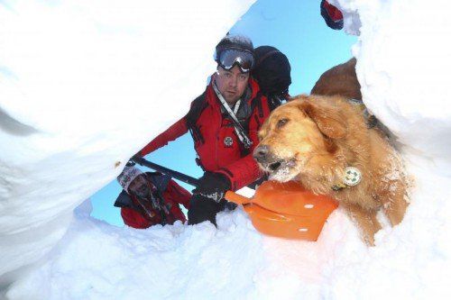 Hund und Herrchen auf der Suche nach „Überlebenden“ im eiskalten Nass.