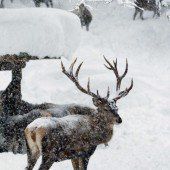 TBC: Rotwildbestand soll verringert werden