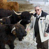 Rinder gegen Lawinen