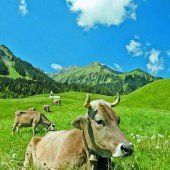 Ländle-Rind Auslöser für TBC-Alarm im Ostallgäu