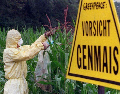 Neben Global 2000 warnt auch Greenpeace vor Genmais. Der Anbau ist in Vorarlberg verboten.   Foto: APA