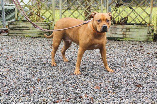 Sarah, Pearlie und Snoopy warten auf liebe Menschen. Fotos: MK