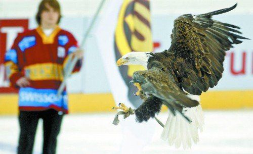Sherkan im Anflug – der Adler ist das Maskottchen von Servette Genf, Dornbirns Testpartner in der Olympia-Pause. Foto: ap