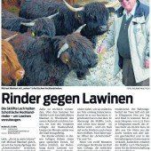 Hochlandrinder zur Lawinen­vorbeugung