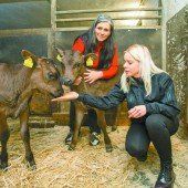 Tierschützer „retten“ zwei Kälber vor Export