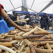 Frankreich zerstört drei Tonnen Elfenbein