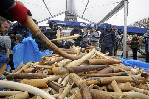 Das Elfenbein hatte einen geschätzten Wert von einer Million Euro.  Foto: AP