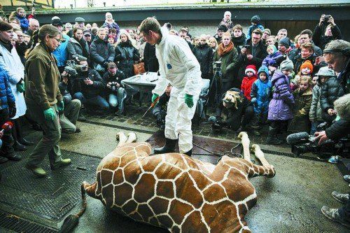 Die Tötung des Giraffen „Marius“ im Zoo von Kopenhagen schlägt weltweit Wellen: Sollen Wildtiere in Zoos verboten werden? Foto: Reuters