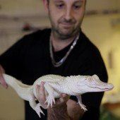 Weißer Alligator wird der Öffentlichkeit präsentiert