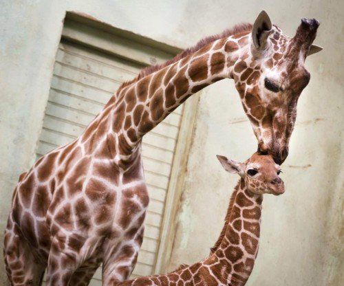 epaselect epa04076219 Giraffe Monique (Giraffa camelopardalis) cares for her still unnamed baby, who was born on 04 February 2014 at the zoo in Frankfurt am Main, Germany, 14 February 2014. The young giraffe is male. EPA/FRANK RUMPENHORST