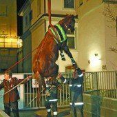 Pferd aus Kanal gerettet